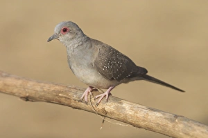 Diamond Dove - Australia's smallest dove Diamond Dove - Australia's smallest dove