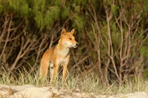 Dingo - male adult stands on the edge of a wooded area and scans the beach to see if its Dingo - male adult stands on the edge of a wooded area and scans the beach to see if its