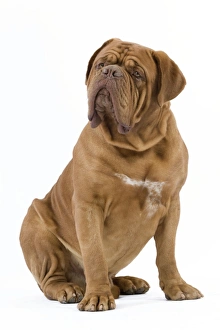 Dog - Dogue de Bordeaux / Bordeaux Mastiff / French Mastiff / Bordeauxdog Dog - Dogue de Bordeaux / Bordeaux Mastiff / French Mastiff / Bordeauxdog