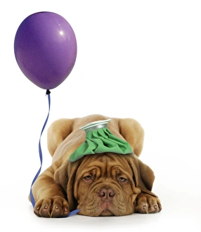 DOG - Dogue de bordeaux puppy laying down with ice pack on his head and with a balloon DOG - Dogue de bordeaux puppy laying down with ice pack on his head and with a balloon