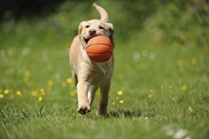 Dog - Fox Red Labrador - puppy running in garden holding a basketball Dog - Fox Red Labrador - puppy running in garden holding a basketball