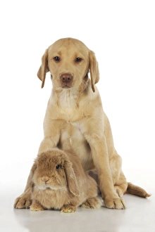 Dog - Fox Red Labrador - puppy sitting next to Miniature Lop Eared Rabbit Dog - Fox Red Labrador - puppy sitting next to Miniature Lop Eared Rabbit