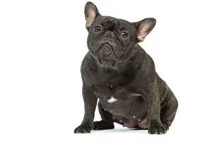 Dog - French Bulldog in studio Dog - French Bulldog in studio