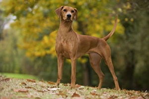Dog - German Pinscher Dog - German Pinscher