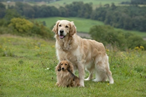 DOG - Golden retriever standing with miniature long haired dachshund between its front DOG - Golden retriever standing with miniature long haired dachshund between its front