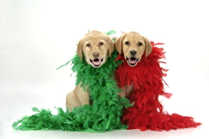 DOG. Labrador Retriever puppies (9 wks old) - with red & green feather boa DOG. Labrador Retriever puppies (9 wks old) - with red & green feather boa