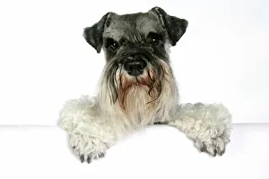 DOG - Miniature Schnauzer, sitting paws over DOG - Miniature Schnauzer, sitting paws over
