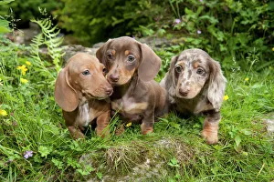 DOG - Miniature Short Haired Dachshund puppies sitting in the garden (7 weeks) DOG - Miniature Short Haired Dachshund puppies sitting in the garden (7 weeks)