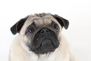 DOG - Pug puppy (head shot) DOG - Pug puppy (head shot)