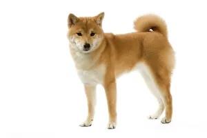 Dog - Shiba Inu Dog - Shiba Inu