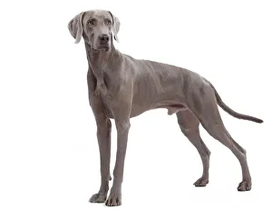 Dog - Weimaraner Dog - Weimaraner