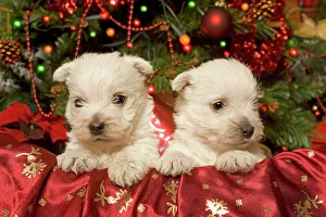 Dog - West Highland Terrier puppies with Christmas decorations Dog - West Highland Terrier puppies with Christmas decorations