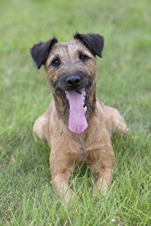 Dog - Westfalen Terrier - lying down in garden with tongue sticking out Dog - Westfalen Terrier - lying down in garden with tongue sticking out