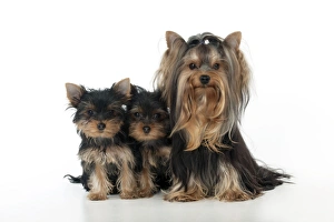 DOG - Yorkshire terrier sitting with two yorkshire terrier puppies DOG - Yorkshire terrier sitting with two yorkshire terrier puppies