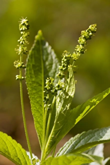 Dogs Mercury Mercurialis perennis in flower, in ancient coppice woodland Dogs Mercury Mercurialis perennis in flower, in ancient coppice woodland