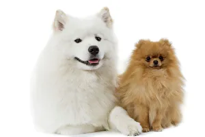 Dogs - Samoyed & Dwarf Spitz Dogs - Samoyed & Dwarf Spitz