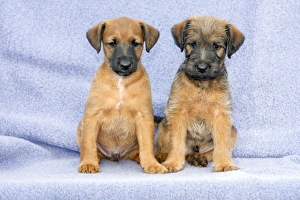 Dogs - Westfalia / Wetfalen Terrier Puppies - 2 puppies sitting together Dogs - Westfalia / Wetfalen Terrier Puppies - 2 puppies sitting together