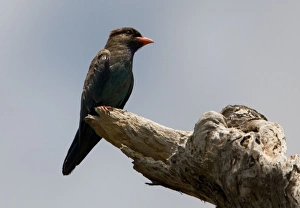 Dollarbird - a breeding visitor to Australia arriving September/October Dollarbird - a breeding visitor to Australia arriving September/October