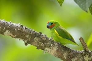 Double-eyed Fig-Parrot - adult male sitting on the branch of a fig tree in queenslands Double-eyed Fig-Parrot - adult male sitting on the branch of a fig tree in queenslands
