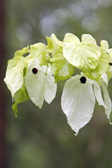 Dove / Ghost tree - showing false petals or bracts of flowers Dove / Ghost tree - showing false petals or bracts of flowers