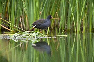 Dusky Moorhen - adult sits on shore vegetation looking out. The body of the moorhen reflects in the calm water's surface Dusky Moorhen - adult sits on shore vegetation looking out. The body of the moorhen reflects in the calm water's surface