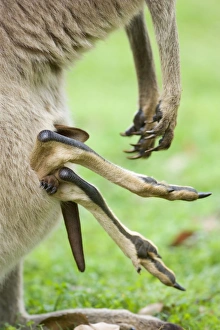 Eastern Grey Kangaroo - funny picture of a pouch with only feet and a tail sticking out Eastern Grey Kangaroo - funny picture of a pouch with only feet and a tail sticking out