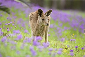 Eastern Grey Kangaroo - young adult grazing in a lush, blooming meadow of pink Eastern Grey Kangaroo - young adult grazing in a lush, blooming meadow of pink