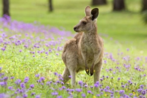 Eastern Grey Kangaroo - young adult sitting on its hind legs in a lush Eastern Grey Kangaroo - young adult sitting on its hind legs in a lush