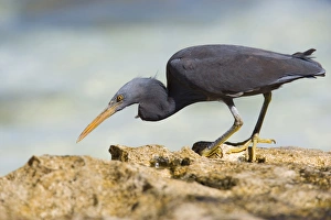Eastern Reef Egret - adult on reef ledge waiting for prey about to pounce Eastern Reef Egret - adult on reef ledge waiting for prey about to pounce