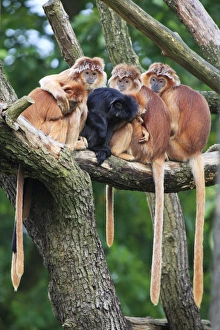 Ebony Leaf Monkey / Javan Langur - family group huddled together, resting Ebony Leaf Monkey / Javan Langur - family group huddled together, resting