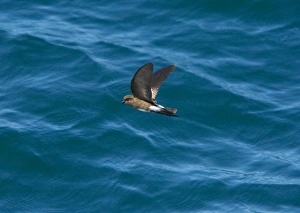 Elliot's Storm Petrel / White-vented Storm Petrel - endemic Galapagos subspecies Elliot's Storm Petrel / White-vented Storm Petrel - endemic Galapagos subspecies