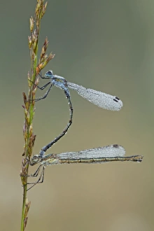 Emerald Damselfly - paired up and resting on grass head and covered in early morning dew - September Emerald Damselfly - paired up and resting on grass head and covered in early morning dew - September
