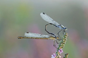 Emerald Damselfly - paired up and resting on Heather covered in early morning dew Emerald Damselfly - paired up and resting on Heather covered in early morning dew