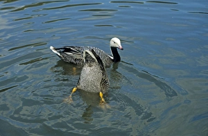 Emperor Goose - pair Emperor Goose - pair