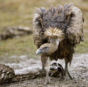 Eurasian Griffon Vulture - in threatening pose Eurasian Griffon Vulture - in threatening pose