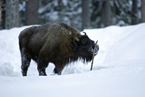 European Bison / Wisent - bull licking stick for scent of female during breeding season European Bison / Wisent - bull licking stick for scent of female during breeding season