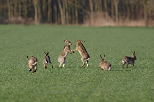 European / Brown Hare - fighting in mating season European / Brown Hare - fighting in mating season