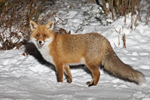 European Fox - foraging for food in snow covered garden European Fox - foraging for food in snow covered garden