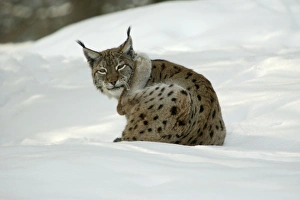 European Lynx - scratching its ear with hind leg in snow, winter European Lynx - scratching its ear with hind leg in snow, winter