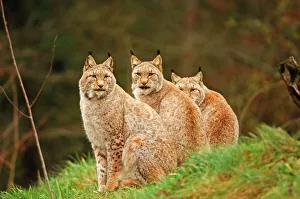 European Lynx - three sitting down together in grass, Autumn European Lynx - three sitting down together in grass, Autumn