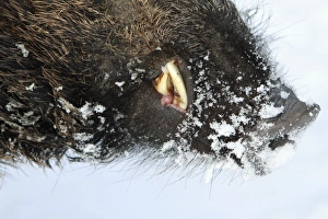 European Wild Pig / Boar - male - detailed study showing snout and tusks European Wild Pig / Boar - male - detailed study showing snout and tusks