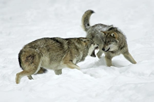 European Wolf - young wolf confronting rank weakest animal, pack dispute European Wolf - young wolf confronting rank weakest animal, pack dispute