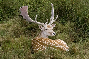 Fallow Deer - male in velvet - resting in undergrowth Fallow Deer - male in velvet - resting in undergrowth