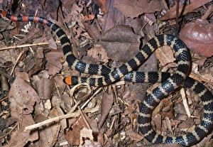 False Coral Snake - mimic of Coral Snake False Coral Snake - mimic of Coral Snake