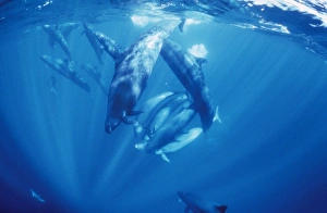 False Killer Whales - sharing Tuna prey without dispute False Killer Whales - sharing Tuna prey without dispute