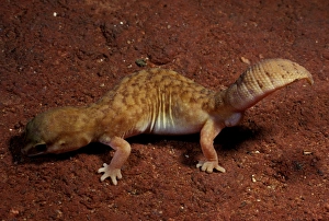 Fat-tailed gecko Fat-tailed gecko