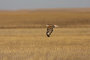 Ferruginous Hawk - in winter over typical grassland habitat Ferruginous Hawk - in winter over typical grassland habitat