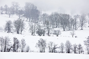 Field boundaries with trees in midwinter snow, near Le Mont-Dore in the Volcans d' Field boundaries with trees in midwinter snow, near Le Mont-Dore in the Volcans d'