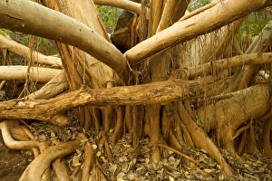 Fig tree roots - this enormous fig tree created an impressive root system to attach Fig tree roots - this enormous fig tree created an impressive root system to attach
