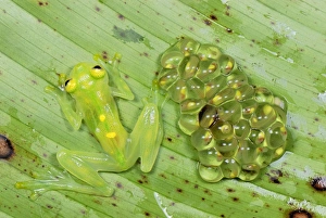 Fleischmanns Glass Frog - female with her fully developed eggs of tadpoles Fleischmanns Glass Frog - female with her fully developed eggs of tadpoles